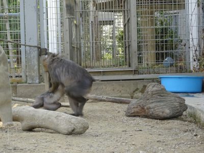 サユミとイラーリ