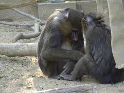 サユミとイラーリ