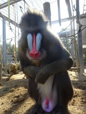 キンシャサ