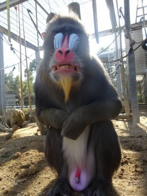 キンシャサ