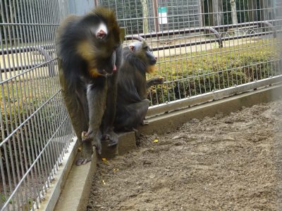 掘り返された地面に足をつけないように移動するマンドリル