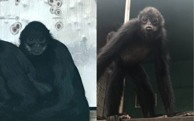 キーラとパト