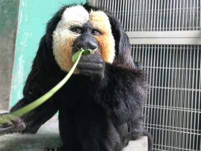 四つ葉をガブリ