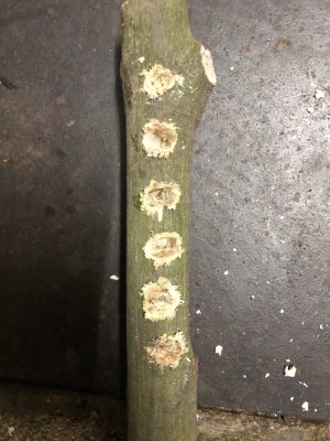 穴