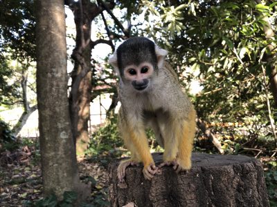 ボリビアリスザル