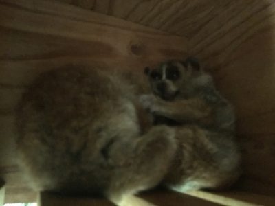 ロリスの寝姿
