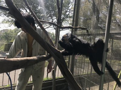 市原を見るモップ
