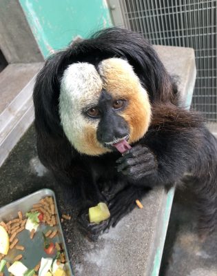 上目遣いのモップくん