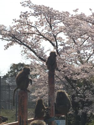 桜とヒヒ