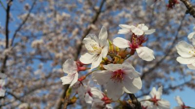 桜アップ