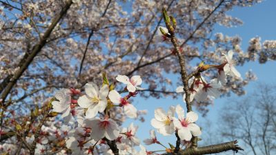 桜何故？