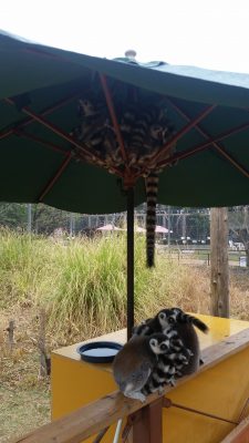 ワオキツネザル雨宿り
