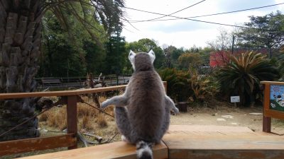 太陽を待つワオキツネザル