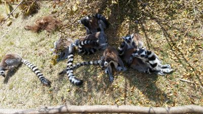 日陰にワオキツネザル