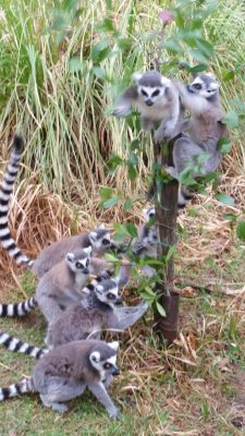 ワオキツネザル葉っぱ