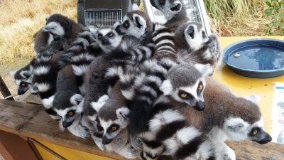 カタマるワオキツネザル