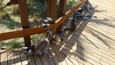 日陰で休むワオキツネザル