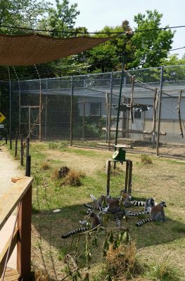 日陰にワオキツネザル