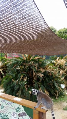 休むワオキツネザル