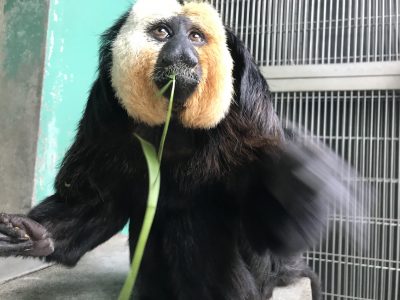 四つ葉をビーーー