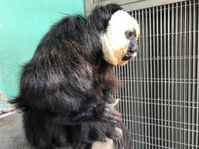 何かが気になるモップくん