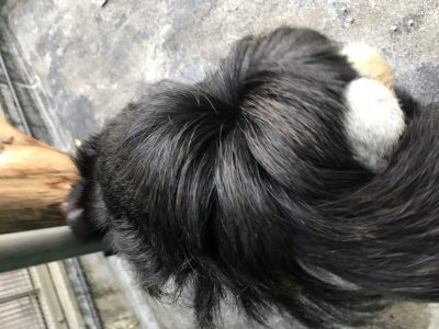 モップくんの首後ろ近く