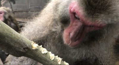 おや？
