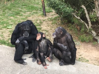 ジミーとマモル