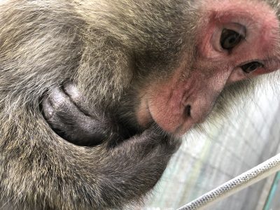 ダチュラ