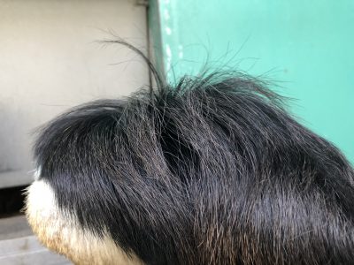毛がはねてるアップ