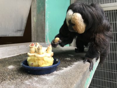 落花生をとったモップくん