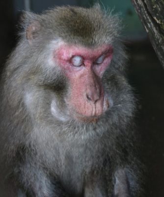 ノビル