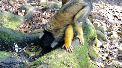 顔をつけて水を飲んでいるリスザル