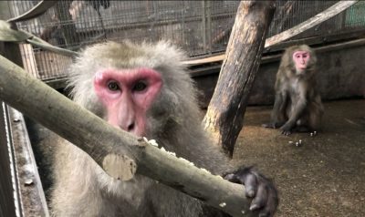 残念