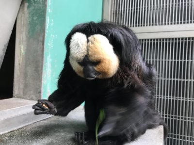 四つ葉をポイッ