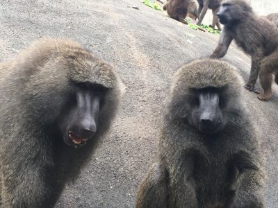 ヤッタとイノ