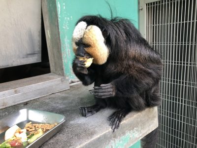 今日のモップくん