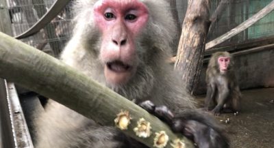 口があいてる