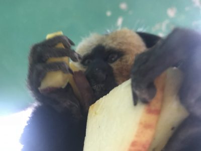 大量に持つモップくん