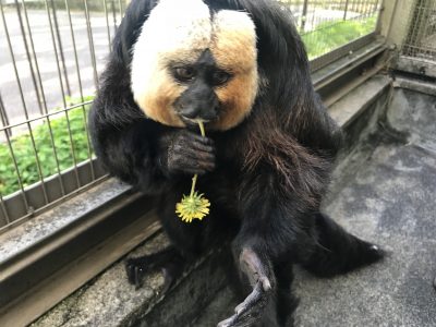 タンポポのヘタを食べるモップくん