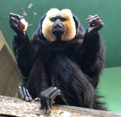 下から見上げたモップくん