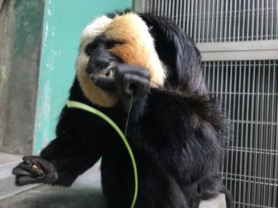 四つ葉をガブリ②