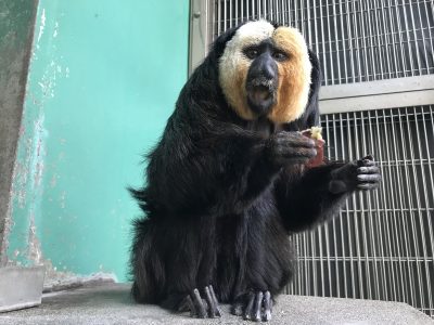 夕餌時のモップくん