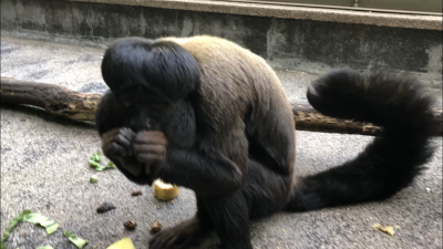 ヒゲサキのラカーユ
