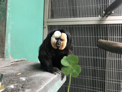 四つ葉を見つめるモップくん