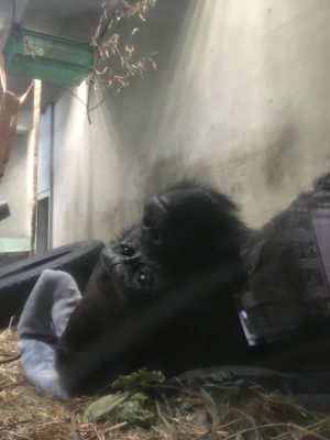 おきた