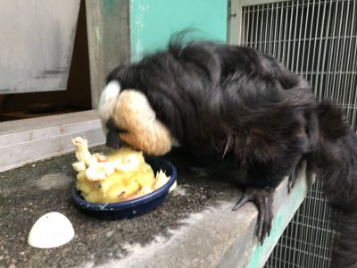 ケーキにかぶりついたモップくん