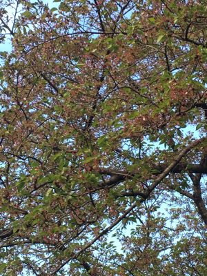 桜