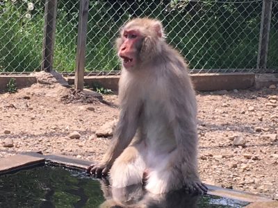 ﾆﾎﾝｻﾞﾙの足水2