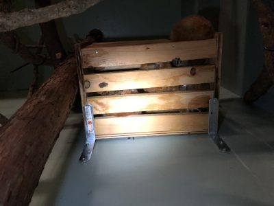 4頭が巣箱の中に